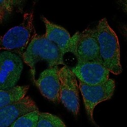 KCNN4 Antibody, Novus Biologicals 100 &mu;L, Unconjugated:Antibodies, Polyclonal
