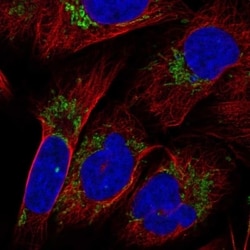 KLHL29 Antibody, Novus Biologicals 100 &mu;L, Unconjugated:Antibodies,