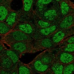 MAF1 Antibody, Novus Biologicals 100 &mu;L, Unconjugated:Antibodies, Polyclonal