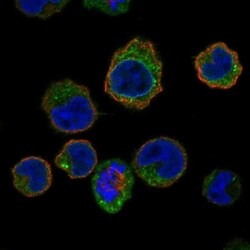 MARCH1 Antibody, Novus Biologicals 100 &mu;L, Unconjugated:Antibodies,