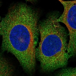 METTL13 Antibody, Novus Biologicals 100 &mu;L, Unconjugated:Antibodies,