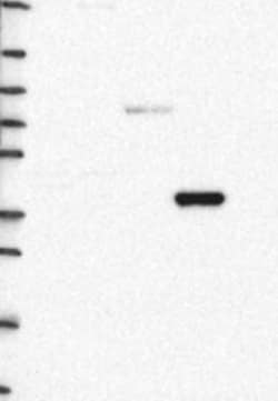 MLIP Antibody, Novus Biologicals 100 &mu;L, Unconjugated:Antibodies, Polyclonal
