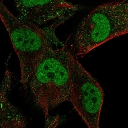 MLIP Antibody, Novus Biologicals 100 &mu;L, Unconjugated:Antibodies, Polyclonal