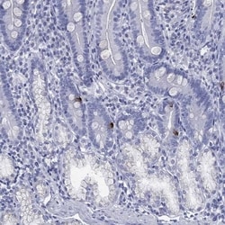 Motilin Antibody, Novus Biologicals 100 &mu;L | Buy Online | Novus Biologicals | Fisher Scientific