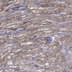 MRPL46 Antibody, Novus Biologicals 100 &mu;L, Unconjugated:Antibodies,