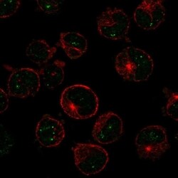 MSH5 Antibody, Novus Biologicals 100 &mu;L, Unconjugated:Antibodies, Polyclonal