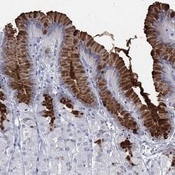 MUC5AC Antibody, Novus Biologicals 100 &mu;L, Unconjugated:Antibodies,