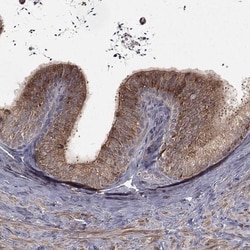 OLFML1 Antibody, Novus Biologicals 100 &mu;L, Unconjugated:Antibodies,