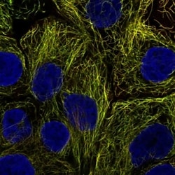 PDCL2 Antibody, Novus Biologicals 100 &mu;L, Unconjugated:Antibodies, Polyclonal