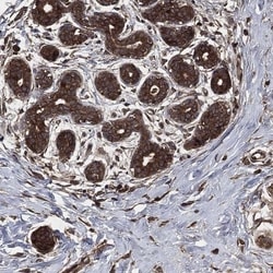 PRAS40 Antibody, Novus Biologicals 100 &mu;L, Unconjugated:Antibodies,