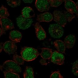 PRDM13 Antibody, Novus Biologicals 100 &mu;L, Unconjugated:Antibodies,