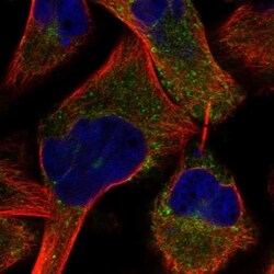 PRUNE2 Antibody, Novus Biologicals 100 &mu;L, Unconjugated:Antibodies,