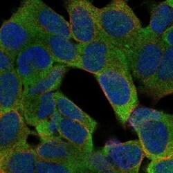 PTGDR Antibody, Novus Biologicals 100 &mu;L, Unconjugated:Antibodies, Polyclonal