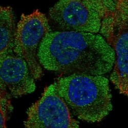 PTPRH Antibody, Novus Biologicals 100 &mu;L, Unconjugated:Antibodies, Polyclonal