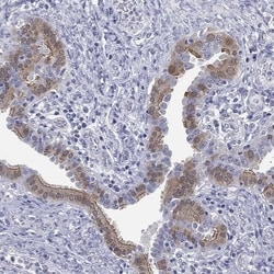 RABL4 Antibody, Novus Biologicals 100 &mu;L, Unconjugated:Antibodies, Polyclonal