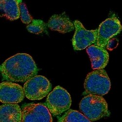 RASGRP3 Antibody, Novus Biologicals 100 &mu;L, Unconjugated:Antibodies,