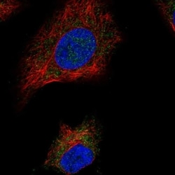 SDH Assembly Factor 1 Antibody, Novus Biologicals 100 &mu;L, Unconjugated:Antibodies,