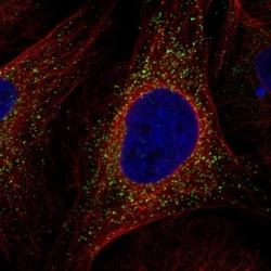 SEC14L4 Antibody, Novus Biologicals 100 &mu;L, Unconjugated:Antibodies,
