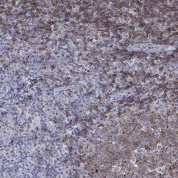Siglec-2/CD22 Antibody, Novus Biologicals 100 &mu;L, Unconjugated:Antibodies,