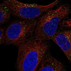 SNX27 Antibody, Novus Biologicals 100 &mu;L, Unconjugated:Antibodies, Polyclonal