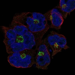 ST8 alpha-2,8-Sialyltransferase 4/ST8SIA4 Antibody, Novus Biologicals 100