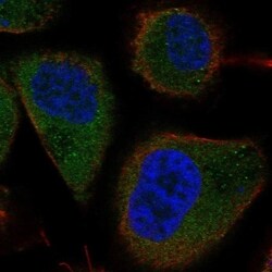 TBC1D13 Antibody, Novus Biologicals 100 &mu;L, Unconjugated:Antibodies,