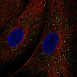 Testis expressed 36 Antibody, Novus Biologicals 100 &mu;L, Unconjugated:Antibodies,