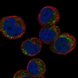 TEX55 Antibody, Novus Biologicals 100 &mu;L, Unconjugated:Antibodies, Polyclonal