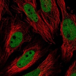 USF1 Antibody, Novus Biologicals 100 &mu;L, Unconjugated:Antibodies, Polyclonal