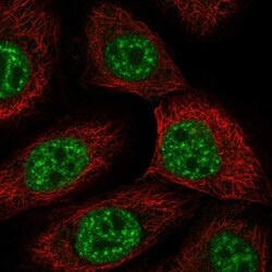 USP43 Antibody, Novus Biologicals 100 &mu;L, Unconjugated:Antibodies, Polyclonal