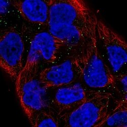Vanin-1/VNN1 Antibody, Novus Biologicals 100 &mu;L, Unconjugated:Antibodies,