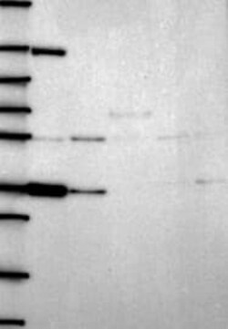 VSIG4 Antibody, Novus Biologicals 100 &mu;L, Unconjugated:Antibodies, Polyclonal