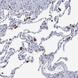 VSIG4 Antibody, Novus Biologicals 100 &mu;L, Unconjugated:Antibodies, Polyclonal