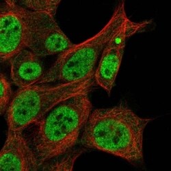 ZAR1L Antibody, Novus Biologicals 100 &mu;L, Unconjugated:Antibodies, Polyclonal