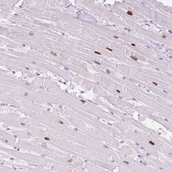 ADSSL1 Antibody, Novus Biologicals 100 &mu;L, Unconjugated:Antibodies,