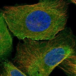 ARL9 Antibody, Novus Biologicals 100 &mu;L, Unconjugated:Antibodies, Polyclonal