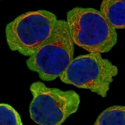 ATP13A5 Antibody, Novus Biologicals 100 &mu;L, Unconjugated:Antibodies,