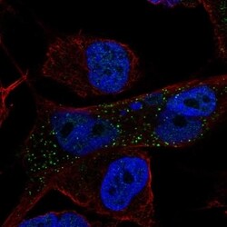 CARD12 Antibody, Novus Biologicals 100 &mu;L, Unconjugated:Antibodies,