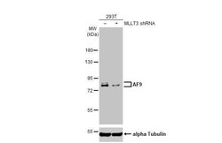 AF9 Antibody (HL1644) - Azide and BSA Free, Novus Biologicals 100 &mu;L,