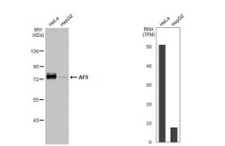 AF9 Antibody (HL1644) - Azide and BSA Free, Novus Biologicals 100 &mu;L,
