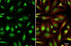 AF9 Antibody (HL1644) - Azide and BSA Free, Novus Biologicals 100 &mu;L,