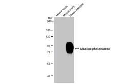 Alkaline Phosphatase, Intestinal Antibody (HL1268) - Azide and BSA Free,