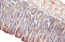 Alkaline Phosphatase, Intestinal Antibody (HL1268) - Azide and BSA Free,