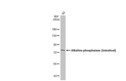 Alkaline Phosphatase, Intestinal Antibody (HL1268) - Azide and BSA Free,