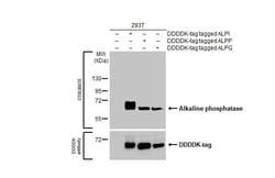 Alkaline Phosphatase, Intestinal Antibody (HL1268) - Azide and BSA Free,