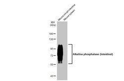 Alkaline Phosphatase, Intestinal Antibody (HL1268) - Azide and BSA Free,