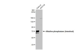 Alkaline Phosphatase, Intestinal Antibody (HL1268) - Azide and BSA Free,
