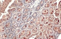 Alkaline Phosphatase, Intestinal Antibody (HL1268) - Azide and BSA Free,