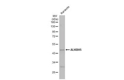 ALKBH5 Antibody (HL2061) - Azide and BSA Free, Novus Biologicals 100 &mu;L,