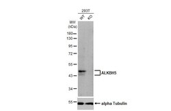 ALKBH5 Antibody (HL2061) - Azide and BSA Free, Novus Biologicals 100 &mu;L,
